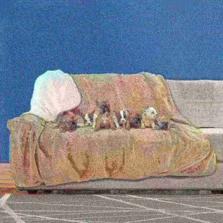 Pet Adobe Waterproof 60x70in Pet Throw Blanket, Tan 870246UXL